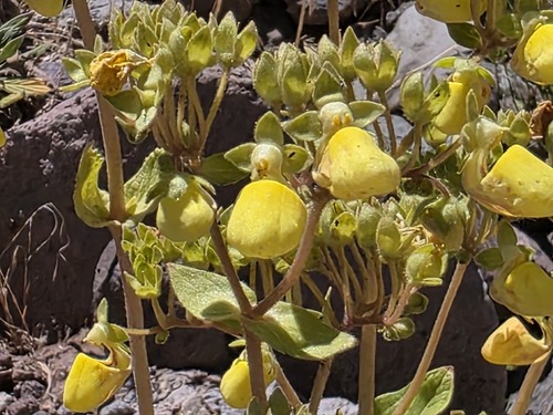 Calceolaria paralia, photograph 3
