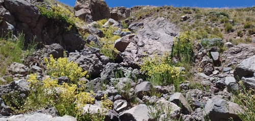 Calceolaria paralia, photograph 5