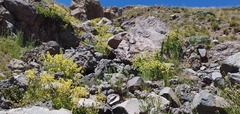 Calceolaria paralia, photograph (c) Cesar Ormazabal, some rights reserved (CC BY)