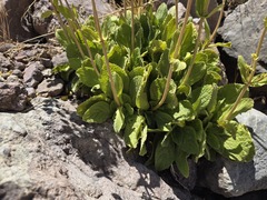 Calceolaria paralia, photograph (c) Cesar Ormazabal, some rights reserved (CC BY)