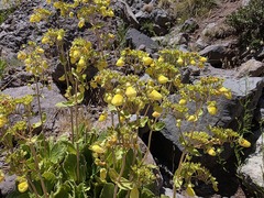 Calceolaria paralia