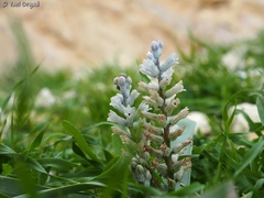 Bellevalia desertorum