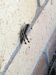 Macrotona securiformis