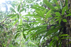 Image of Schefflera systyla