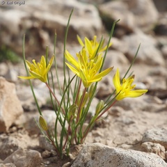 Gagea chlorantha