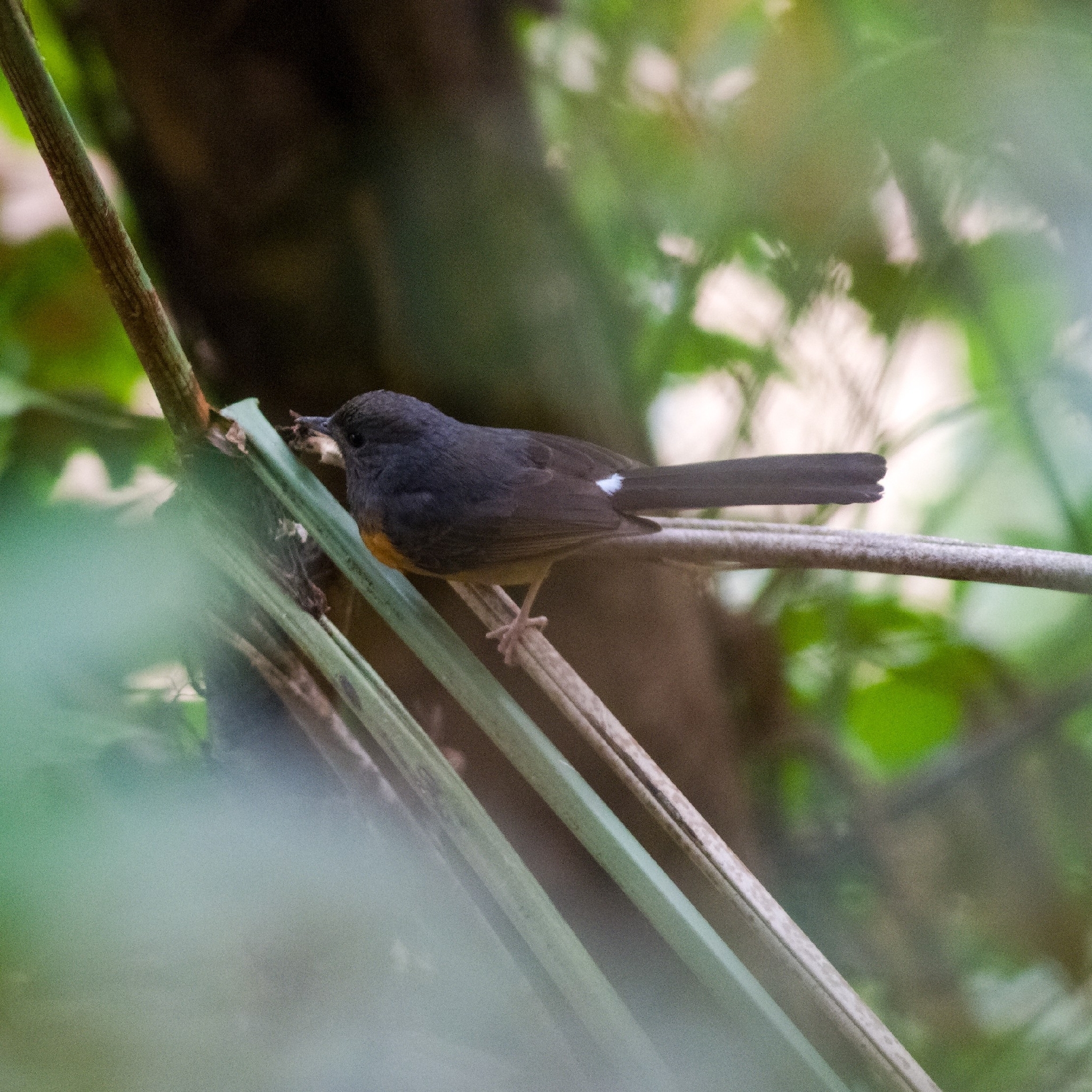 White-rumped Shama (Copsychus malabaricus), photo 6