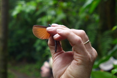 Pseudophasma unicolor