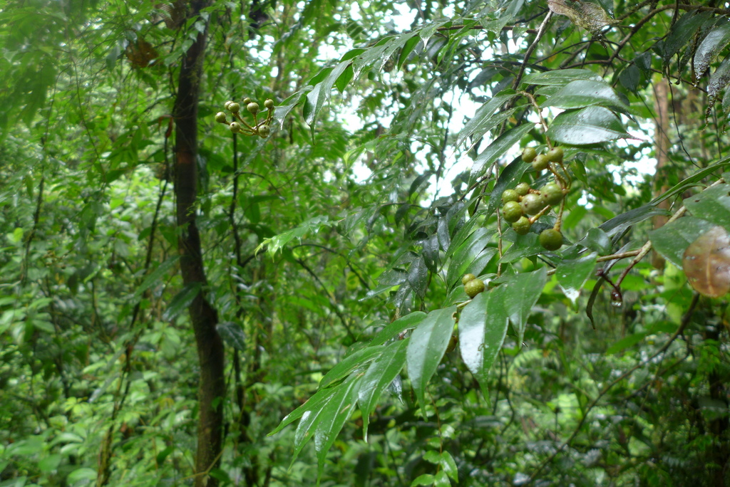 Marcgravia caudata