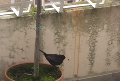 Turdus merula