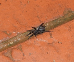 Teminius insularis