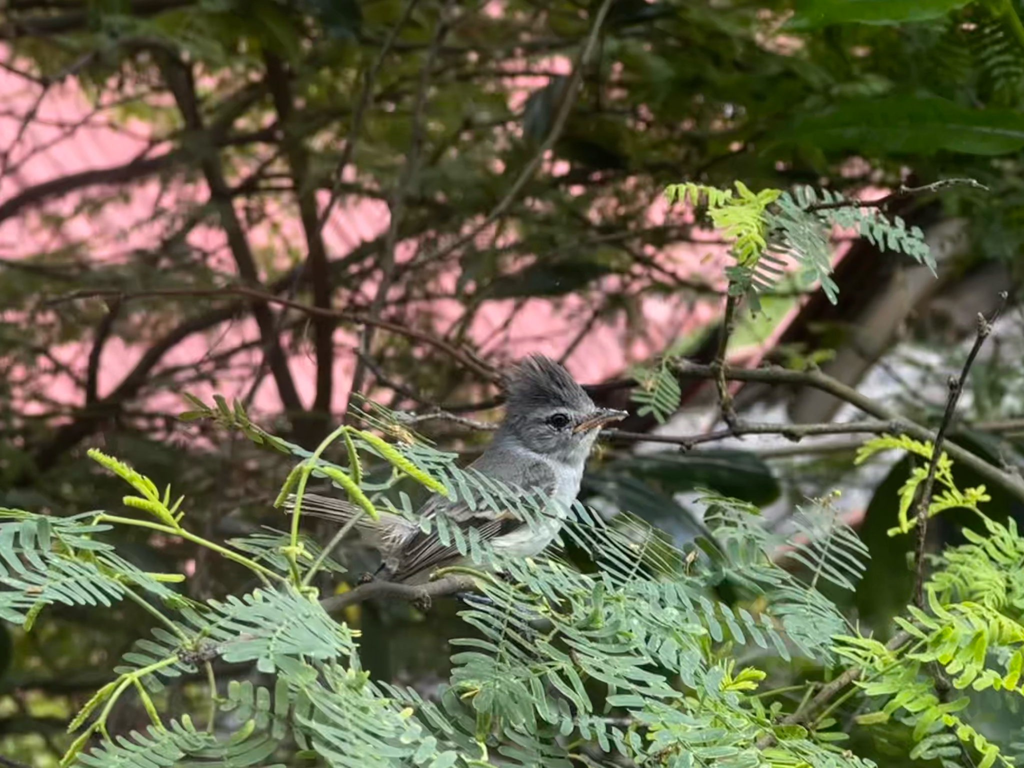 Southern Beardless Tyrannulet (Camptostoma obsoletum), photo 10