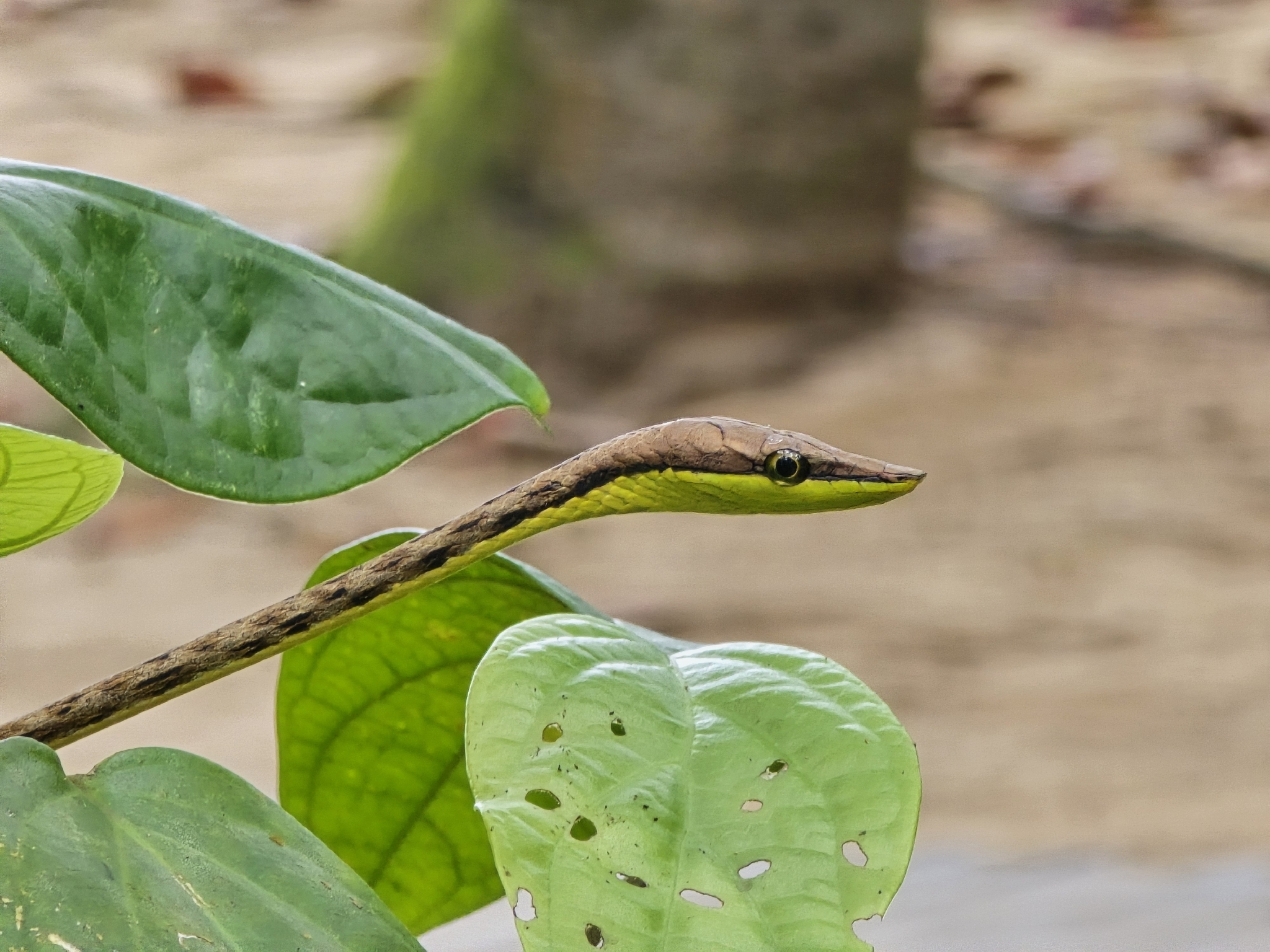 Guatemalan Vine Snake photo 6