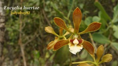 Encyclia huertae