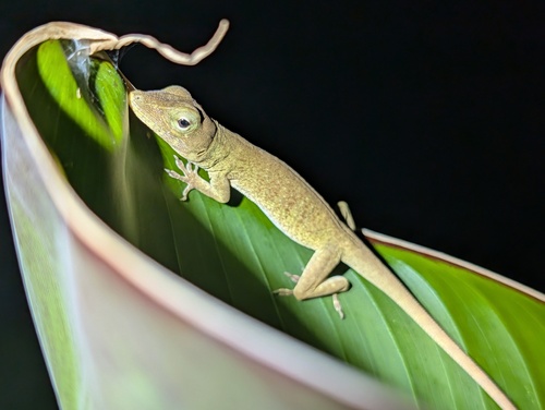 Macrinius' Anole, Anolis macrinii