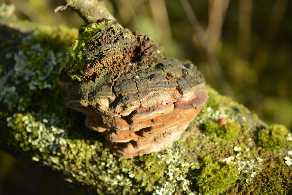 Phellinus pomaceus · January 2026 · photo: © cryptomarasmius (iNaturalist, cc-by)