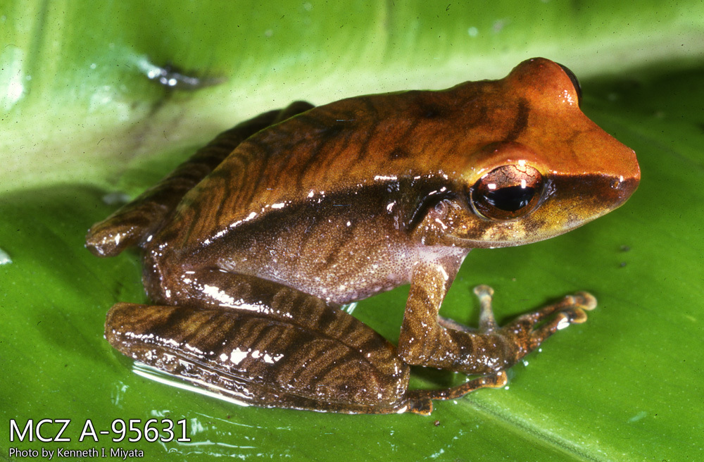 La Palma Robber Frog