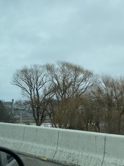 Salix × fragilis vitellina