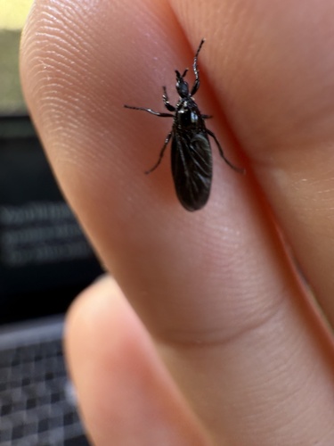 Unknown species found near McCarty Dr, Gainesville, FL, US