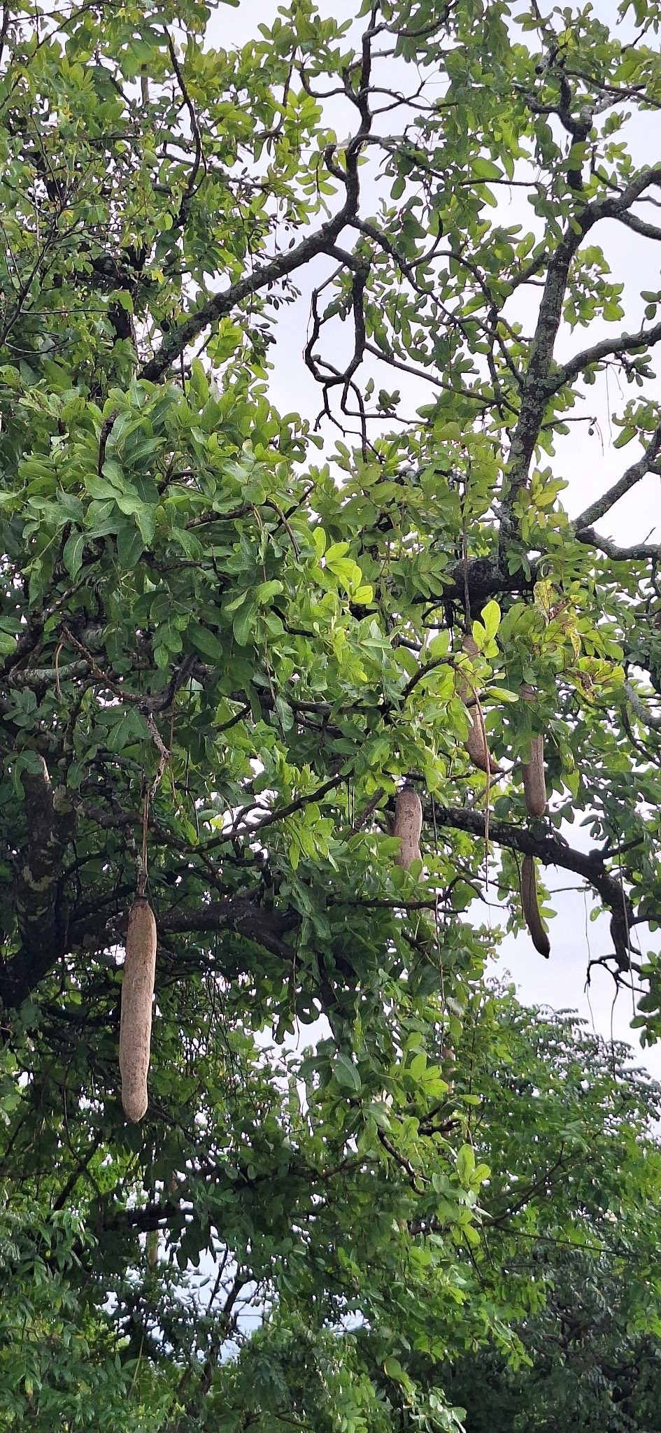 Imagem de Árvore-de-salsicha