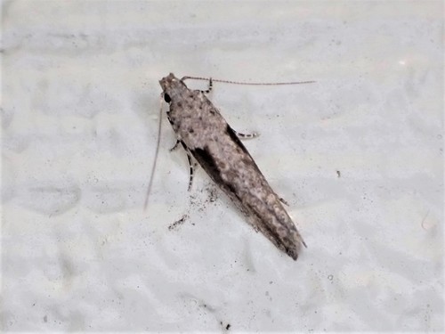 Tomato Stemborer photo 3
