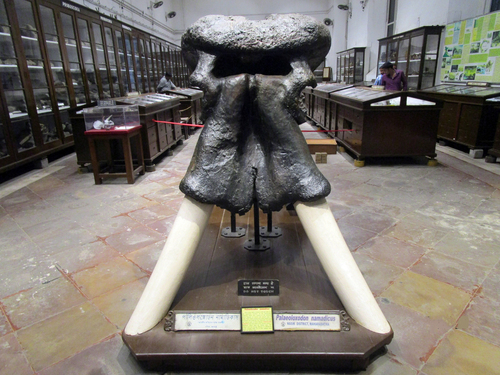 Asian Straight-tusked Elephant (Palaeoloxodon namadicus) — Data Deficient Mammalia