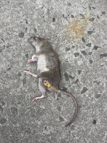 Brown Rat