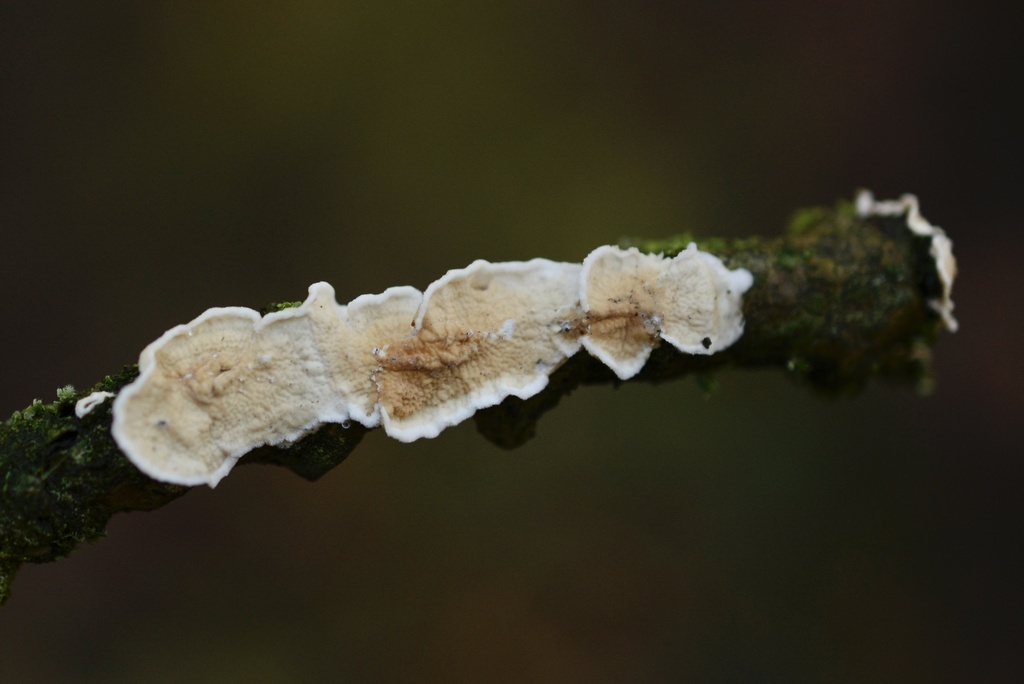 Byssomerulius corium · January 2026 · photo: © cryptomarasmius (iNaturalist, cc-by)
