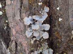 Lobaria hallii