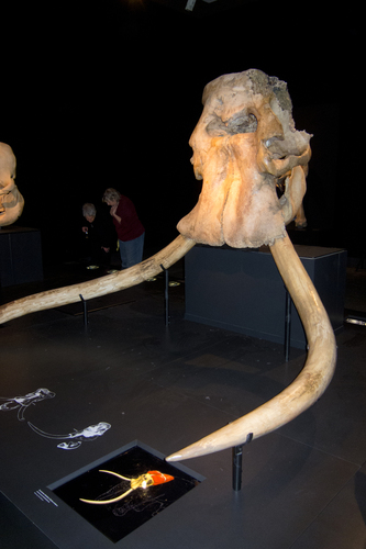 Eurasian Straight-tusked Elephant (Palaeoloxodon antiquus) — Data Deficient Mammalia