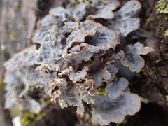 Lobaria hallii