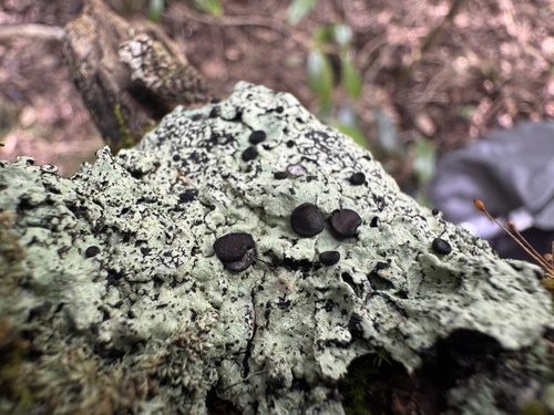 Megalospora, 2026-01-09