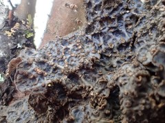Lobaria hallii