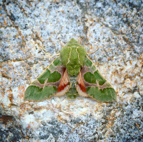 iNaturalist observation photo of Pacific Green Sphinx