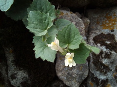 Asarina procumbens