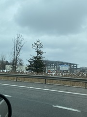 Juniperus virginiana virginiana