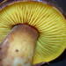 Phylloporus - Photo (c) Darvin DeShazer, some rights reserved (CC BY-NC-SA)