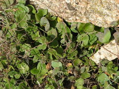 Rumex induratus