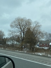 Populus deltoides deltoides