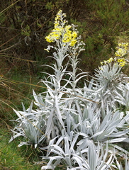 Senecio niveoaureus