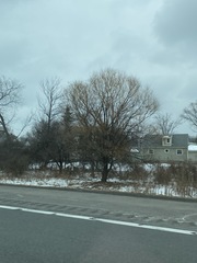Populus deltoides deltoides