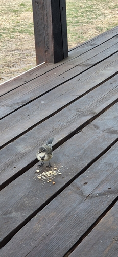Cape Wagtail (Motacilla capensis), photo 6