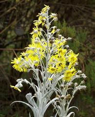 Senecio niveoaureus