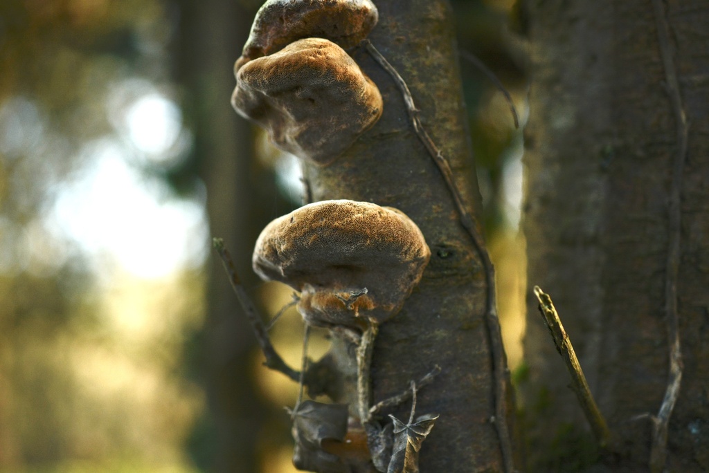 Phellinus pomaceus · January 2026 · photo: © cryptomarasmius (iNaturalist, cc-by)
