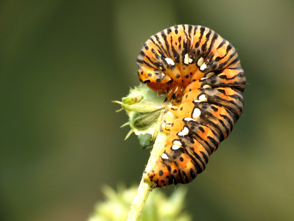Gold Moth