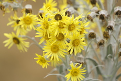 Senecio niveoaureus