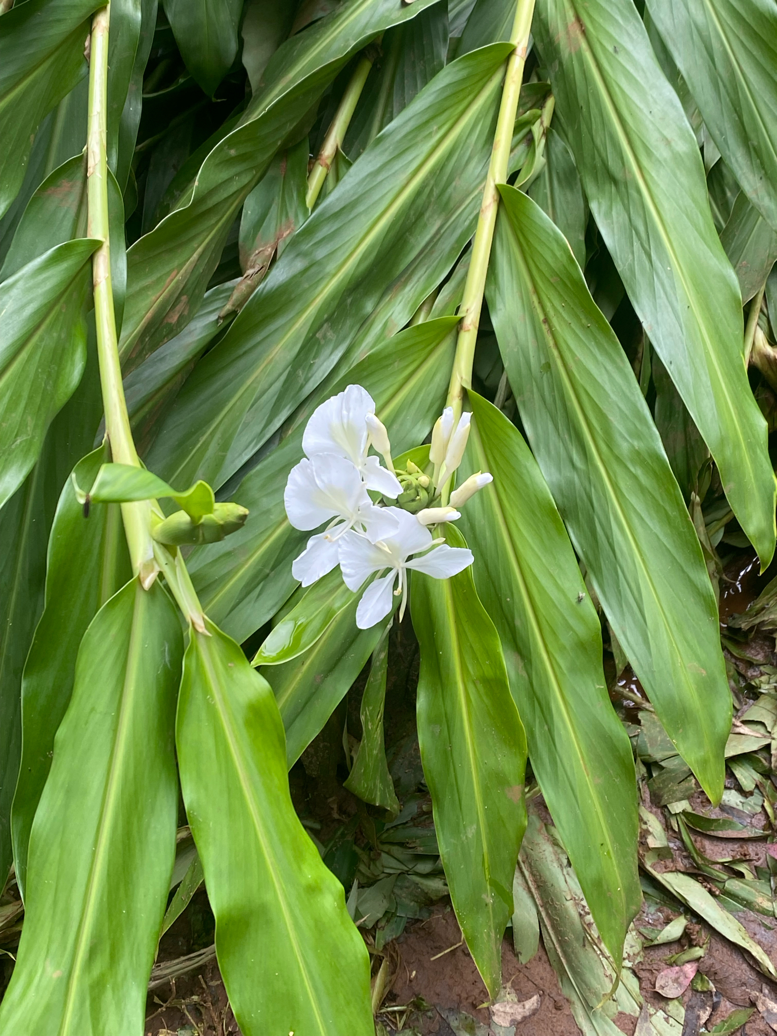 Hedychium coronarium