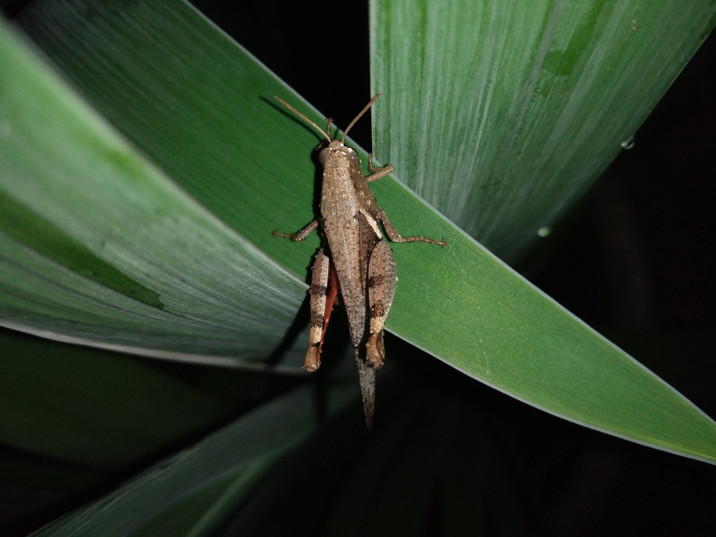 Pingat Insect Diabolocatantops pinguis from India on January 22, 2026 by 𝚂𝚞𝚝𝚑𝚒 ...