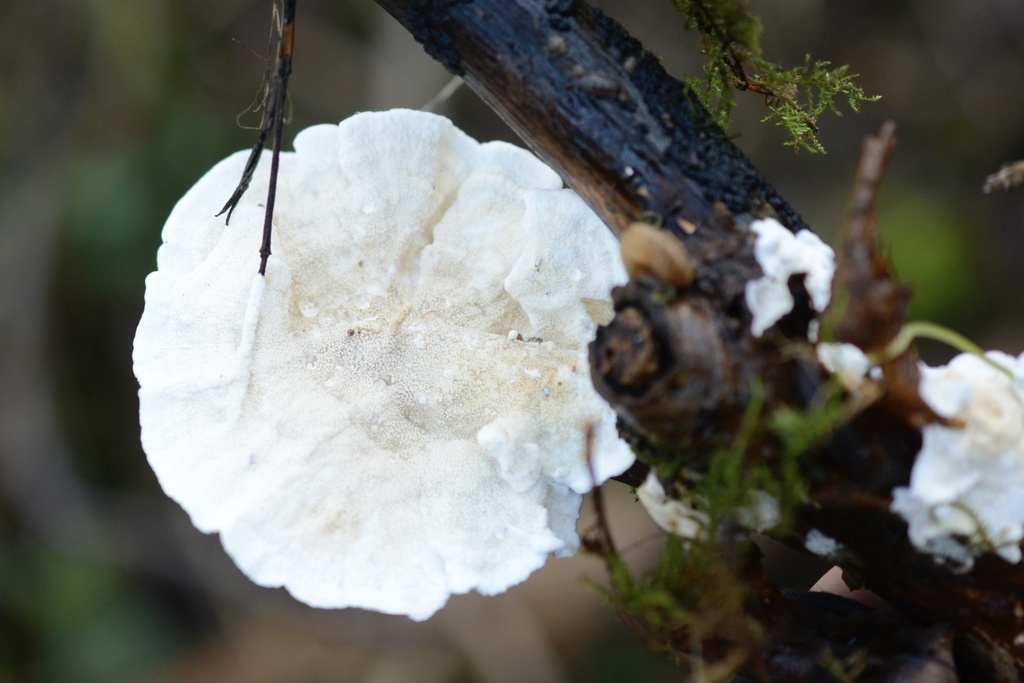 Byssomerulius corium · January 2026 · photo: © cryptomarasmius (iNaturalist, cc-by)