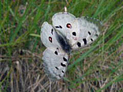 Parnassius apollo