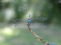 Micrathyria hypodidyma